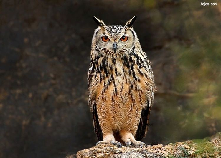 Indian eagle-owl Indian Eagle Owl Bubo bengalensis Information Pictures Sounds