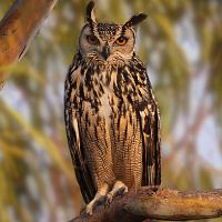 Indian eagle-owl wwwowlpagescomowlsspeciesimagesindianeagle