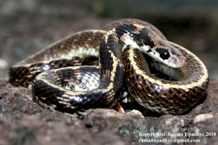 Indian egg-eating snake Elachistodon westermanni The Reptile Database