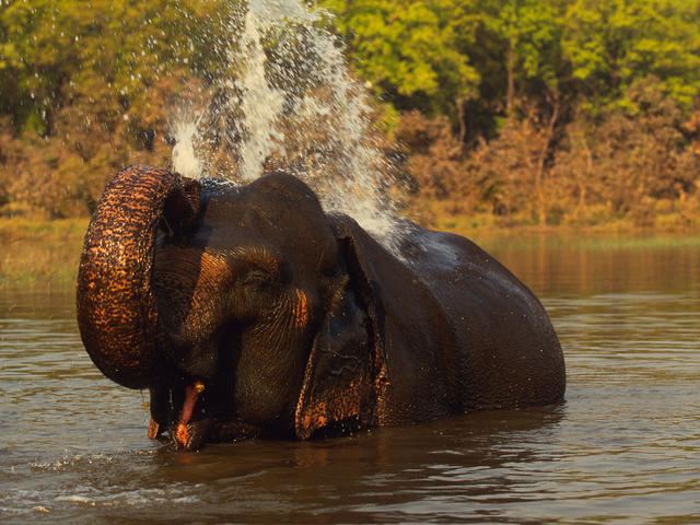 Indian elephant httpsc402277sslcf1rackcdncomphotos1713im