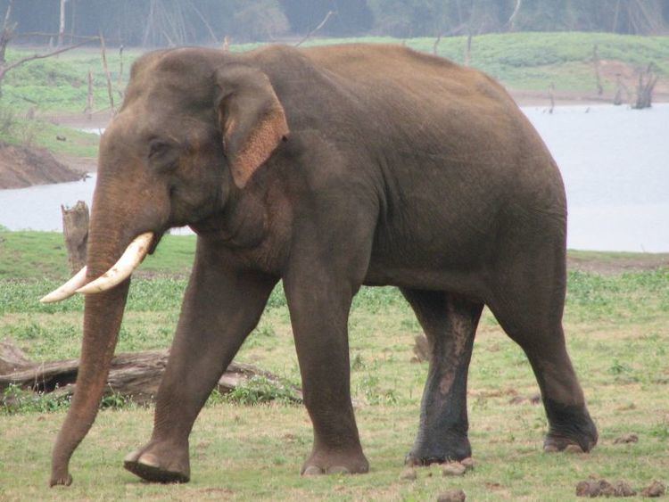 Indian elephant Indian elephant develops its own art works