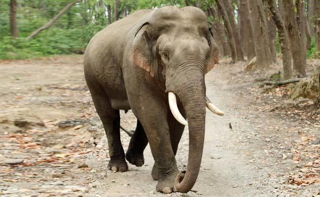 Indian elephant Indian Elephant Rescued By Bangladesh Forest Officials