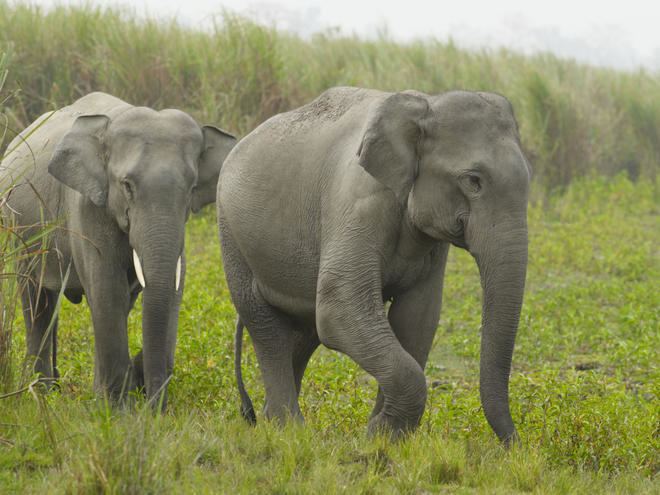 Indian elephant Indian Elephant Species WWF