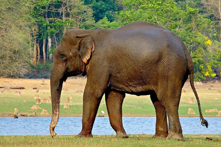 Indian elephant Indian Elephant Elephas Maximus Indicus Animals AZ Animals