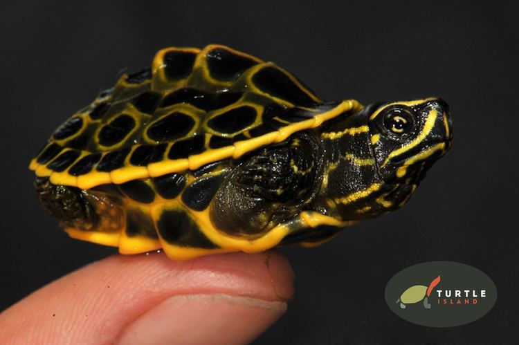 Indian eyed turtle The world39s first breeding success of the Indian Eyed Turtle