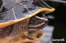 Indian eyed turtle Indian Eyed Turtle The Reptile Report