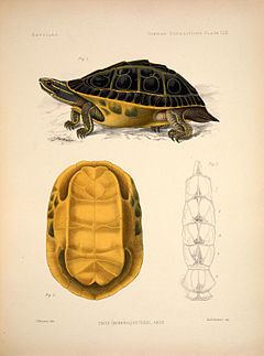 Indian eyed turtle httpsuploadwikimediaorgwikipediacommonsthu