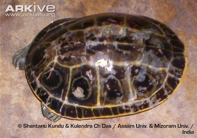 Indian eyed turtle Indian eyed turtle videos photos and facts Morenia petersi ARKive