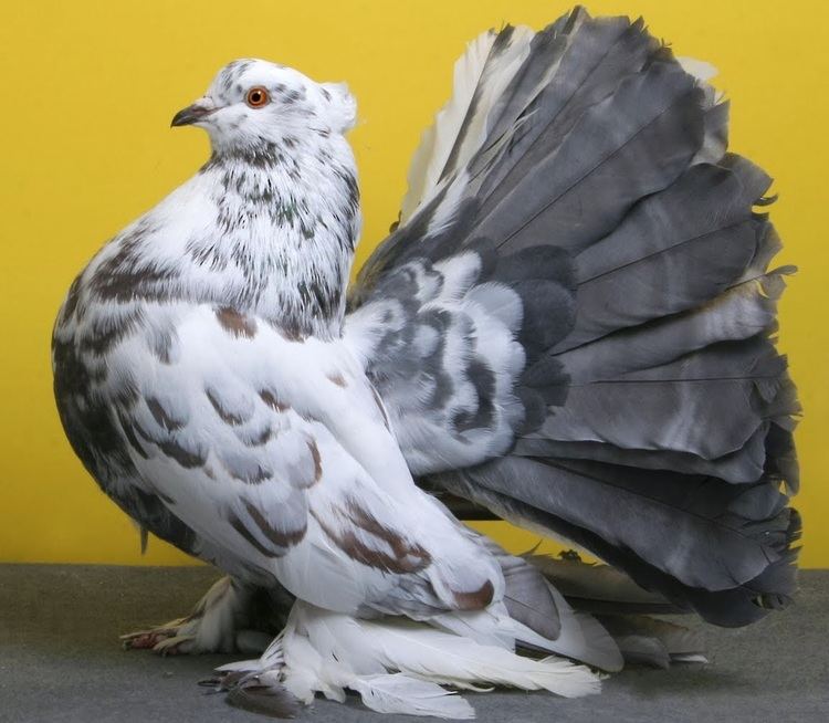 Indian Fantail Indian Fantail Pigeon with Origin Description Size Ornaments Color