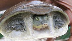 Indian flapshell turtle httpsuploadwikimediaorgwikipediacommonsthu