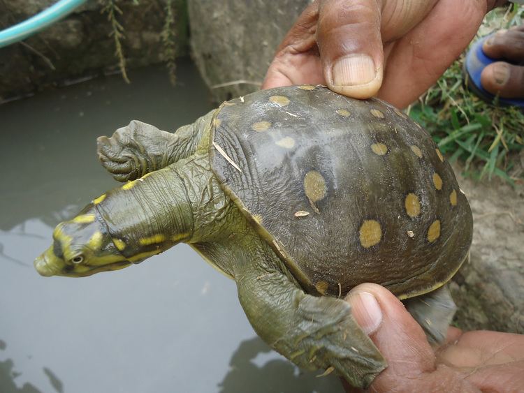 Indian flapshell turtle The Indian flapshell turtle Lissemys punctata lives in shallow