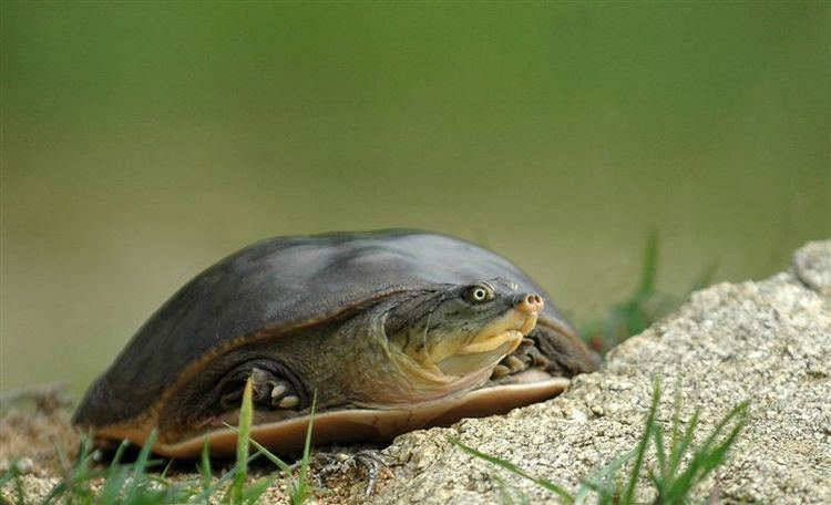 Indian flapshell turtle Indian flapshell Turtle