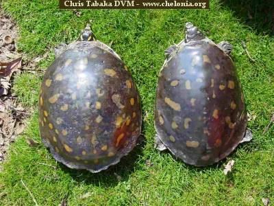 Indian flapshell turtle Differentiating Male and Female Lissemys punctata Indian Flapshell