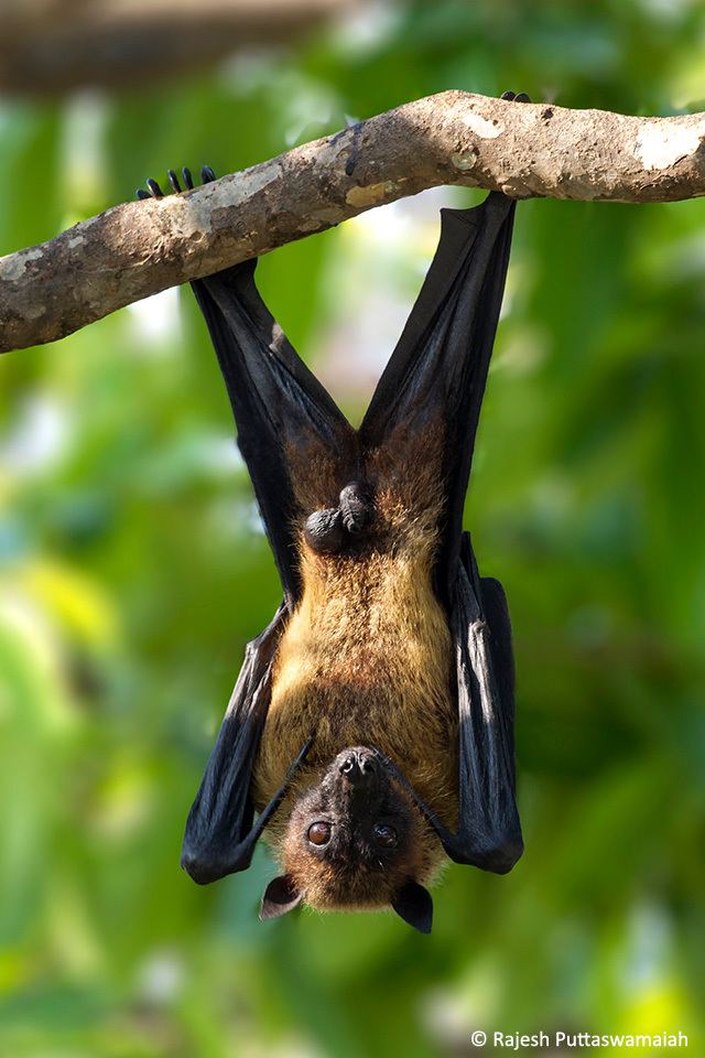 Indian flying fox Bats of Bengaluru JLR Explore