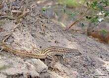 Indian fringe-fingered lizard httpsuploadwikimediaorgwikipediacommonsthu