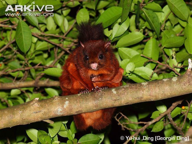 Indian giant flying squirrel Indian giant flying squirrel videos photos and facts Petaurista