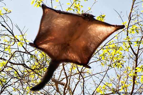 Indian giant flying squirrel Gliding Marvels of Midnight JLR Explore