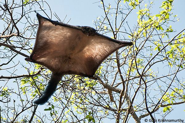 Indian giant flying squirrel Gliding Marvels of Midnight JLR Explore