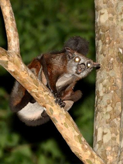 Indian giant flying squirrel Indian Giant Flying Squirrel Petaurista philippensis