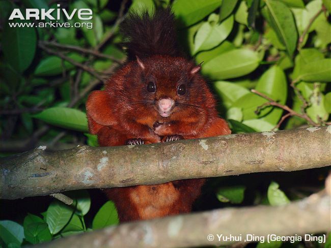 Indian giant flying squirrel Indian giant flying squirrel photo Petaurista philippensis