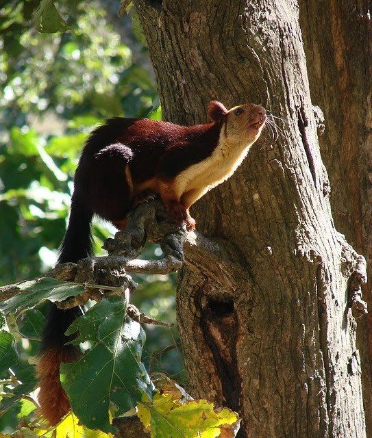 Indian giant squirrel The Indian Giant Squirrel Secret Supersize Squirrel on Steroids