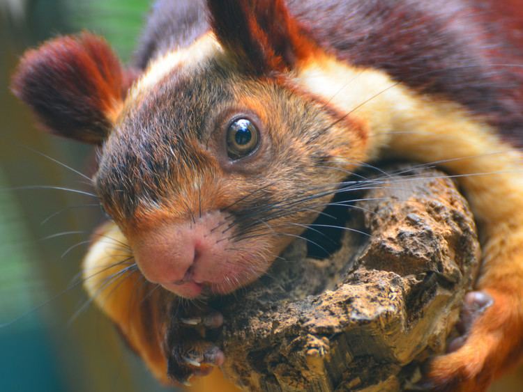 Indian giant squirrel Indian Giant Squirrel An Indian Giant Squirrel Ratufa ind Flickr