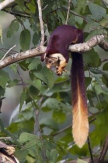 Indian giant squirrel httpsuploadwikimediaorgwikipediacommonsthu