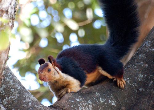 Indian giant squirrel The News For Squirrels Squirrel Facts The Indian Giant Squirrel