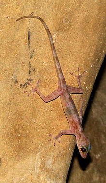 Indian golden gecko httpsuploadwikimediaorgwikipediacommonsthu