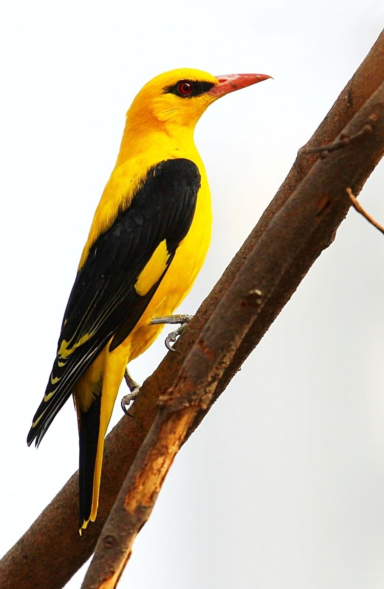 Indian golden oriole Beautiful Indian golden oriole Bird Pics Background HD Wallpapers