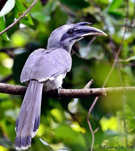 Indian grey hornbill Oriental Bird Club Image Database Indian Grey Hornbill Ocyceros