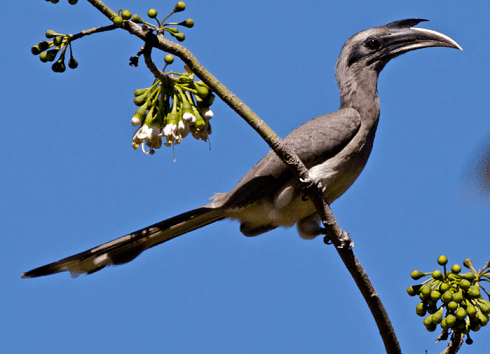 Indian grey hornbill Indian grey hornbill Ocyceros birostris complete detail