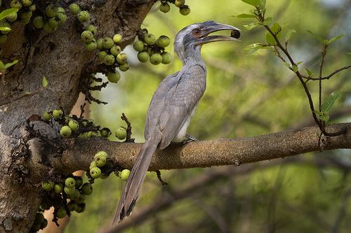 Indian grey hornbill Hornbills Feeding Bread and Biscuit to their Chicks India39s