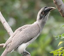Indian grey hornbill httpsuploadwikimediaorgwikipediacommonsthu