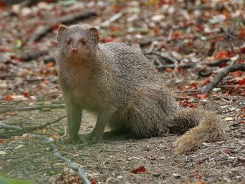 Indian grey mongoose Indian Grey Mongoose The Animal Files
