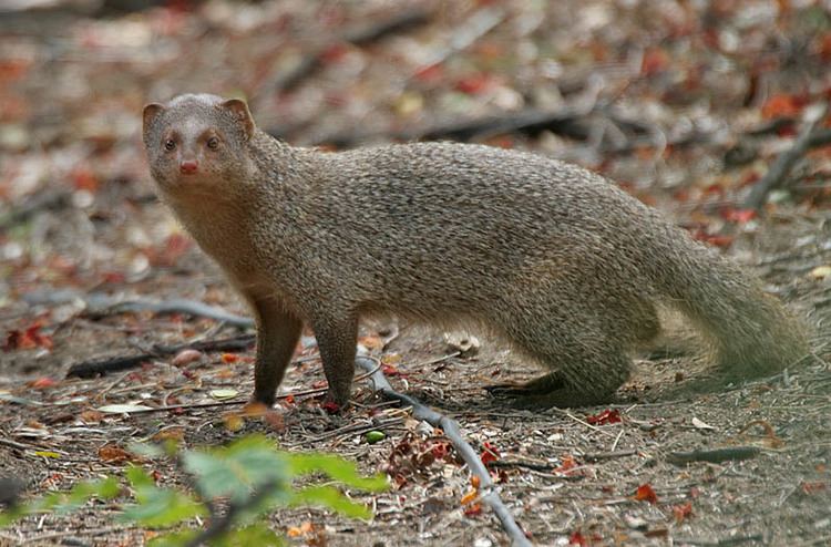 Indian grey mongoose Indian grey mongoose