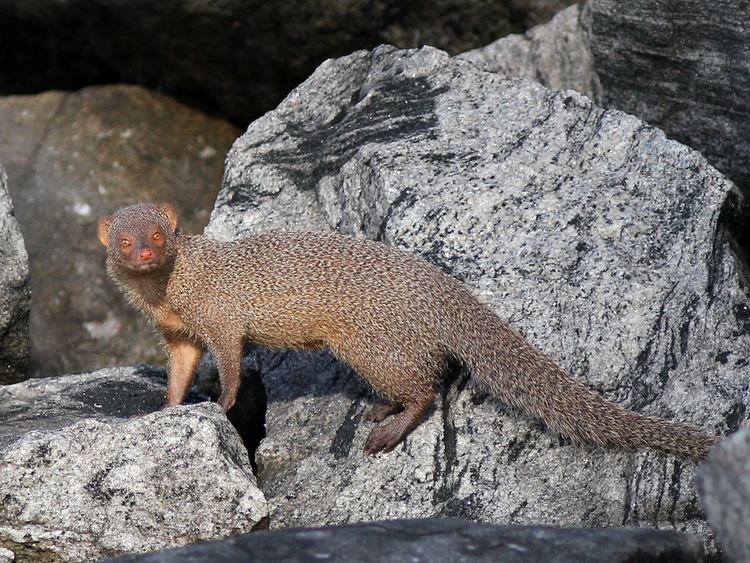 Indian grey mongoose Indian Grey Mongoose Spotted this mongoose furtively movin Flickr