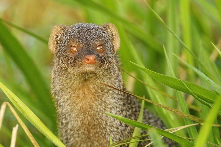 Indian grey mongoose Sparkling eyes of an Indian Grey Mongoose Walk the Wilderness