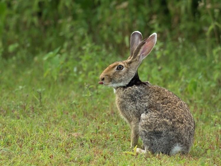 Indian hare Zajc ernotl Indian Hare Milan Zygmunt