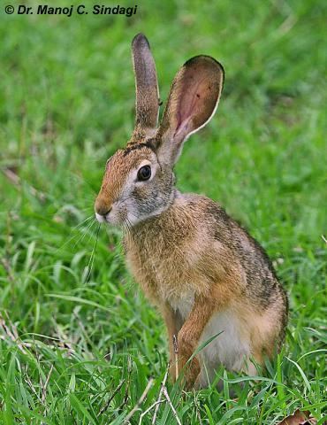 Indian hare Hare