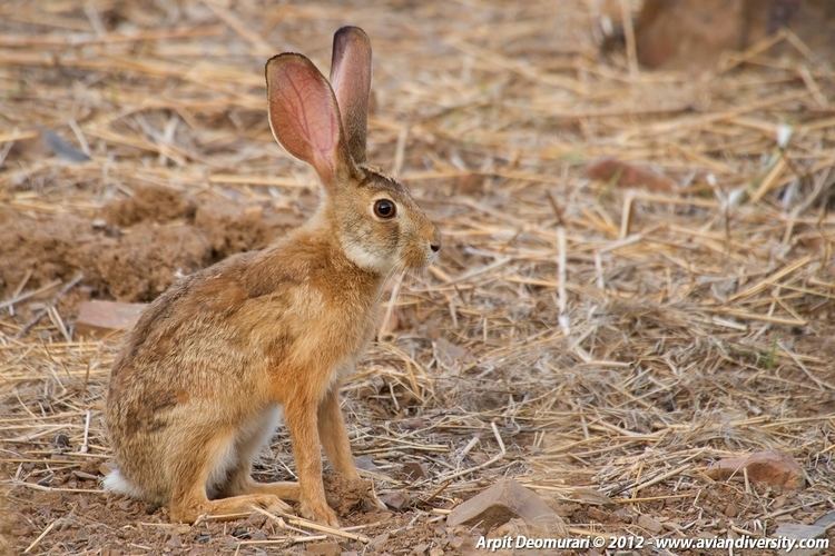 Indian hare AvianDiversity Indian Hare Lepus nigricollis