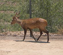 Indian hog deer httpsuploadwikimediaorgwikipediacommonsthu