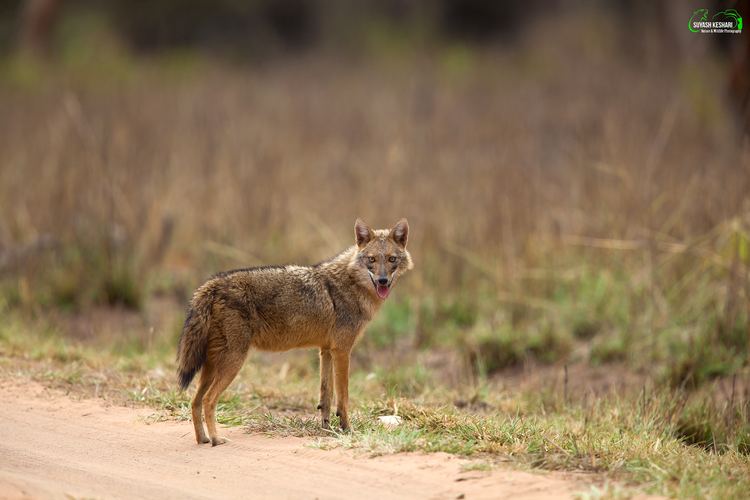 Indian jackal Learn about the Wild Indian Jackal Suyash keshari