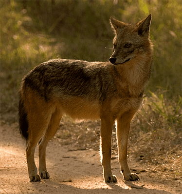 Indian jackal Indian Jackal Canis aureus indicus 39Souls Wiki