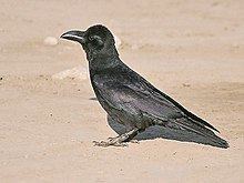 Indian jungle crow httpsuploadwikimediaorgwikipediacommonsthu