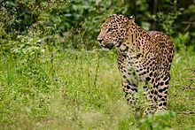 Indian leopard httpsuploadwikimediaorgwikipediacommonsthu
