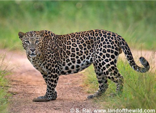 Indian leopard CatSG Indian leopard
