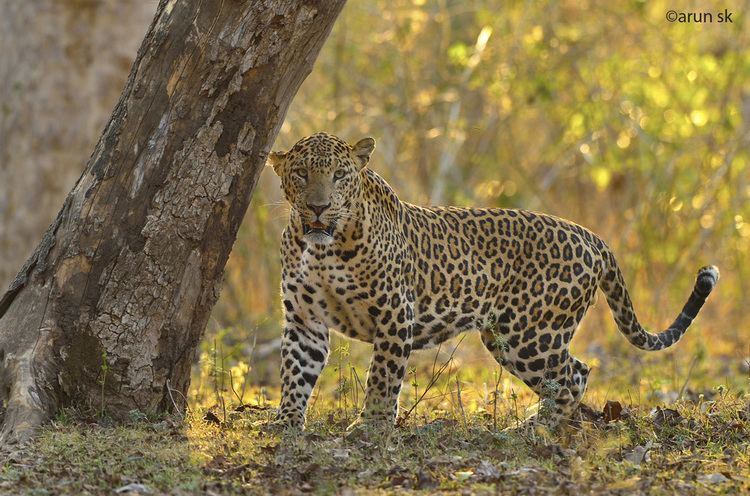 Indian leopard Indian Leopard Panthera pardus fusca