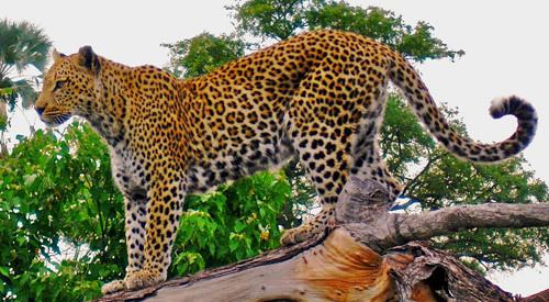 Indian leopard indianleopard India Wild Safaris