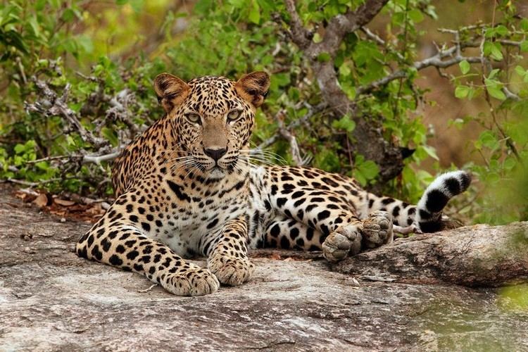 Indian leopard Issue of the Week India39s Leopard Population on the Decline First